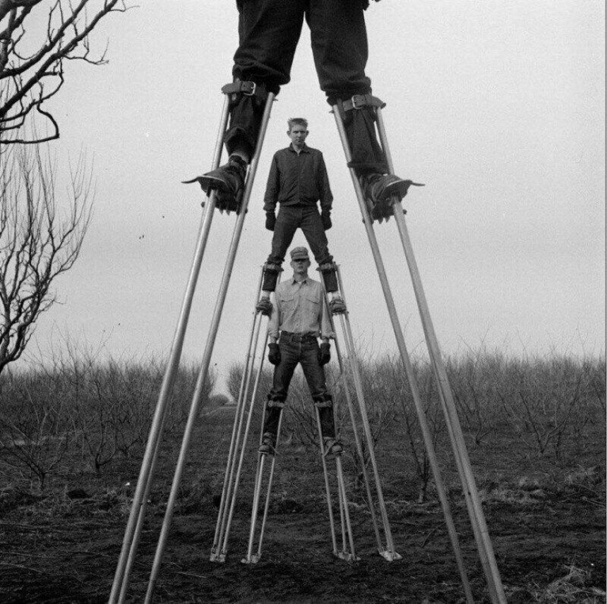 Незвичайна робота: як фермери 1960-х на ходулях обробляли сади